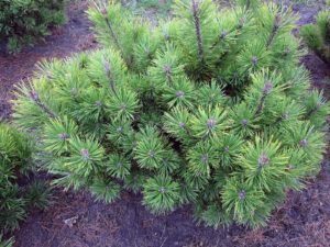Pinus mugo 'Schweizer Tourist'