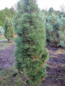 Pinus nigra 'Richard'