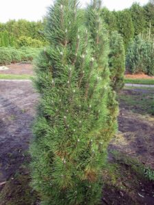 Pinus nigra 'Richard'
