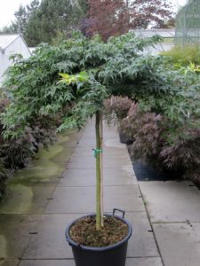 Acer palmatum 'Little Princess'