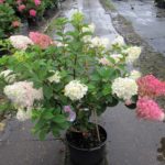 hydrangea-paniculata-sundae-fraise-img_4565