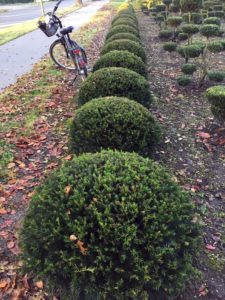 Taxus Flachkugel