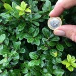 Ilex crenata 'Rotundifolia' Blatt