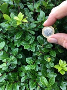 Ilex crenata 'Rotundifolia' Blatt