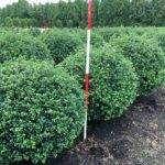 Ilex crenata 'Rotundifolia' Kugel