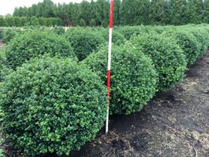 Ilex crenata 'Rotundifolia' Kugel
