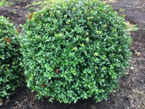 Ilex crenata 'Rotundifolia' Kugel1