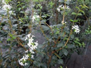 Osmanthus burkwoodii
