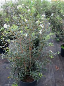 Osmanthus burkwoodii1