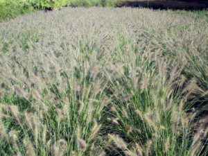 Pennisetum alopecuroides 'Hameln'