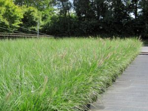 Pennisetum alopecuroides 'Hameln'