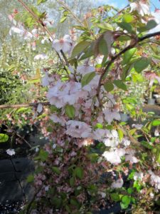 Prunus subhirtella 'Accolade'