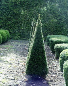 Taxus Pyramiden