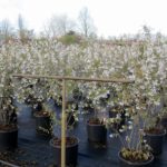 Amelanchier lamarckii