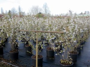 Amelanchier lamarckii