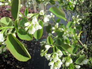 Amelanchier ovalis