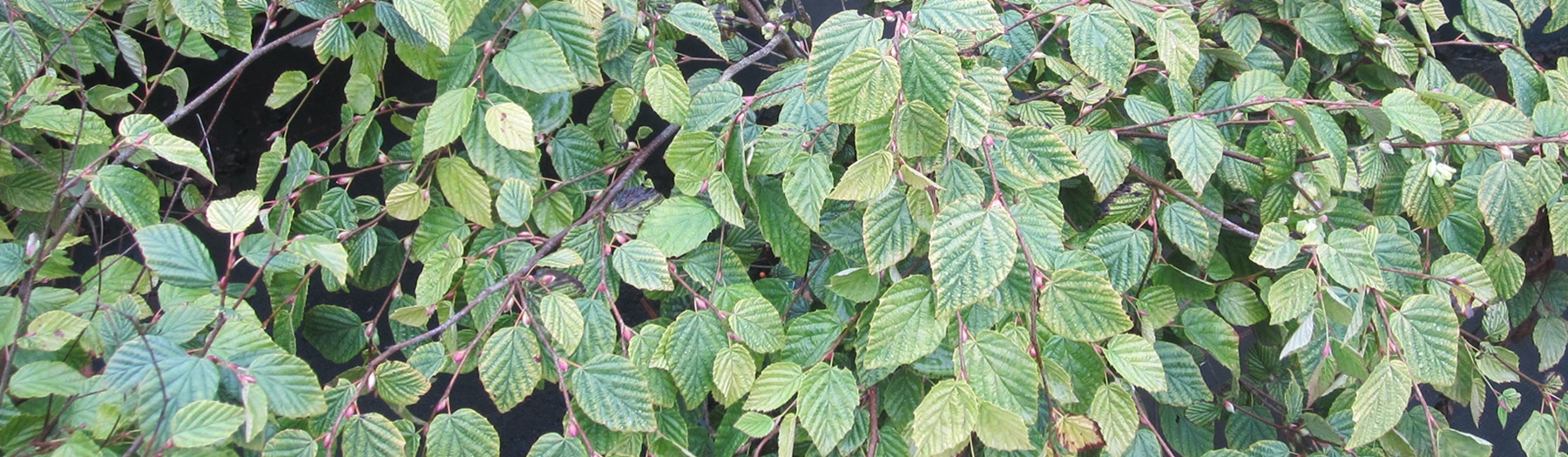 Corylopsis