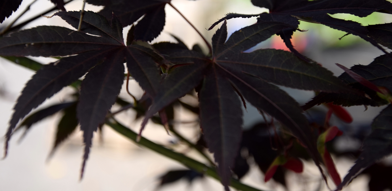 Acer Bloodgood Beitragsbild