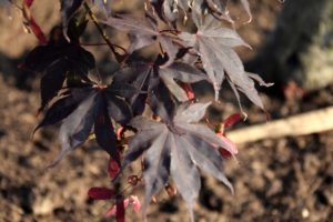 Acer palmatum 'Bloodgood'