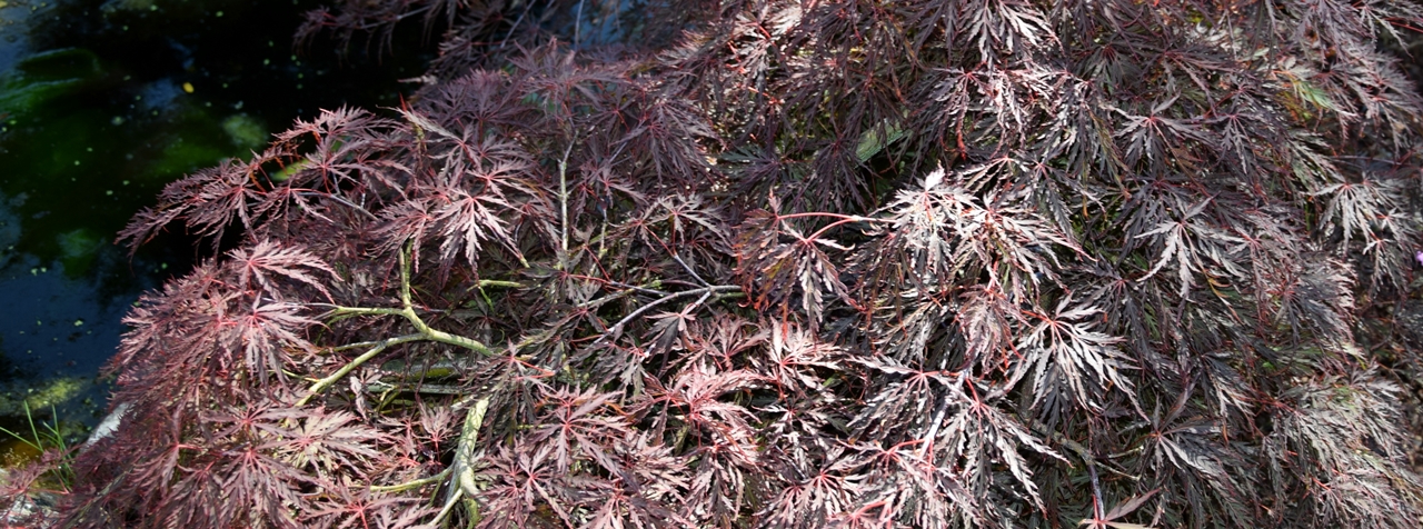 Acer palm. 'Dissectum Garnet' Beitragsbild