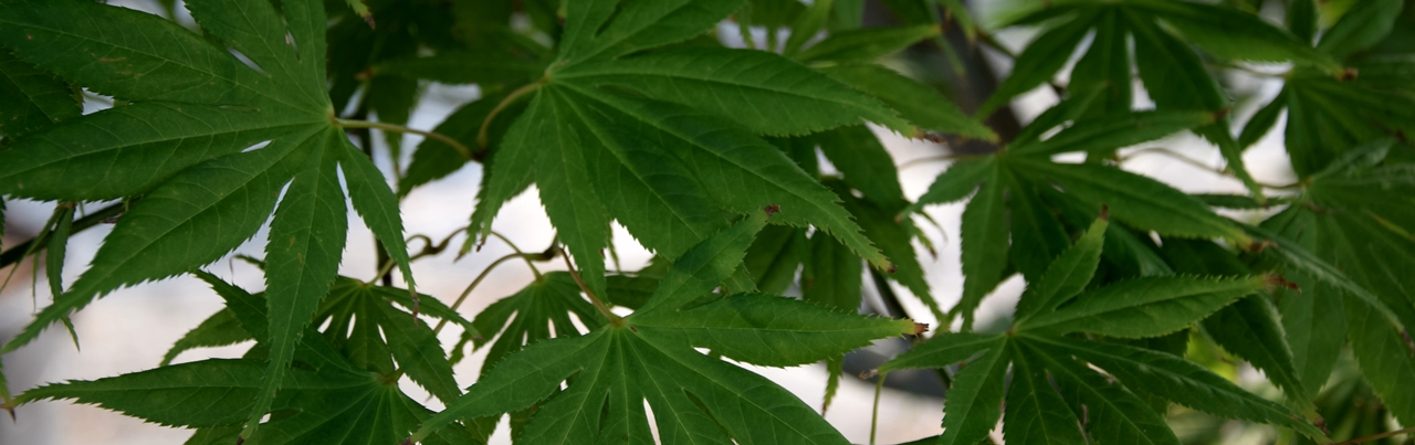 Acer palmatum 'Kogane nishiki' Beitragsbild