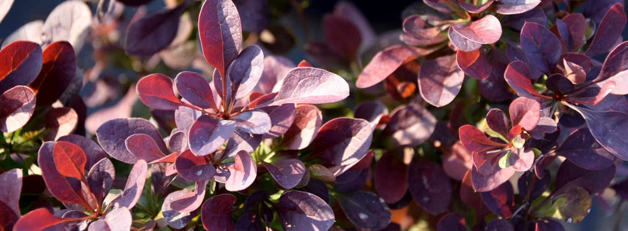 Berberis thunbergii 'Atropurpurea' Beitragsbild