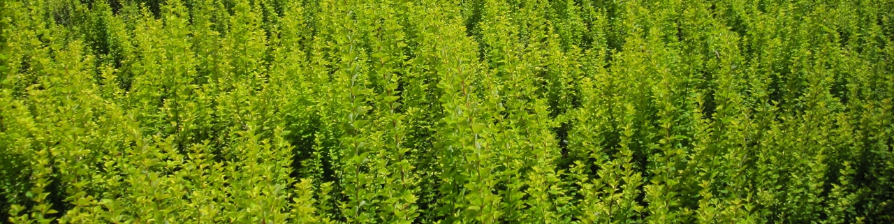 Berberis thunbergii 'Maria' Beitragsbild