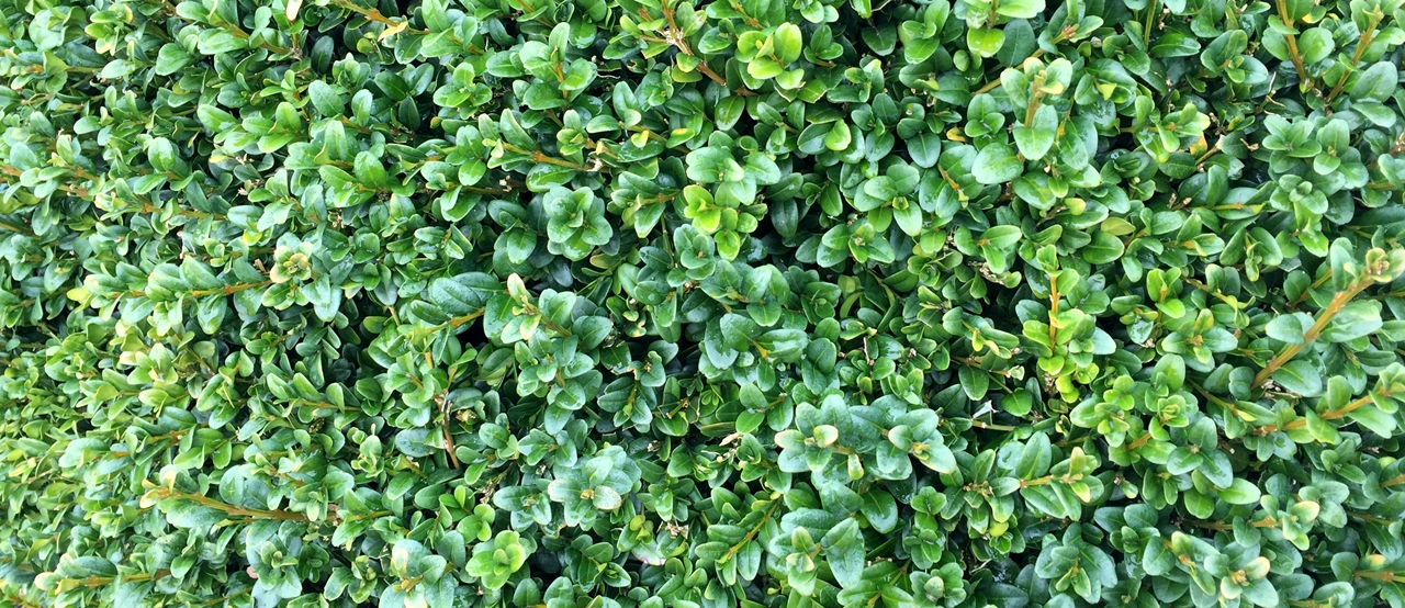 Buxus semp. 'Rotundifolia' Beitragsbild