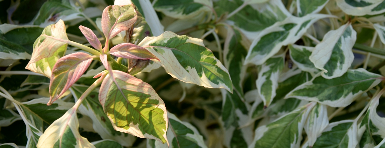 Cornus controversa 'Variegata' Beitragsbild