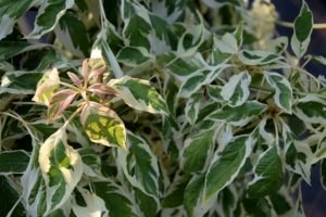 Cornus controversa 'Variegata'