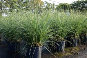 Cortaderia selloana