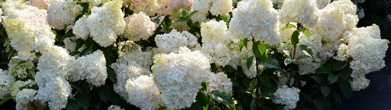 Hydrangea paniculata 'Vanille-Fraise' Beitragsbild