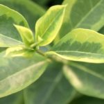 Ligustrum ovalifolium 'Aureum' Beitragsbild
