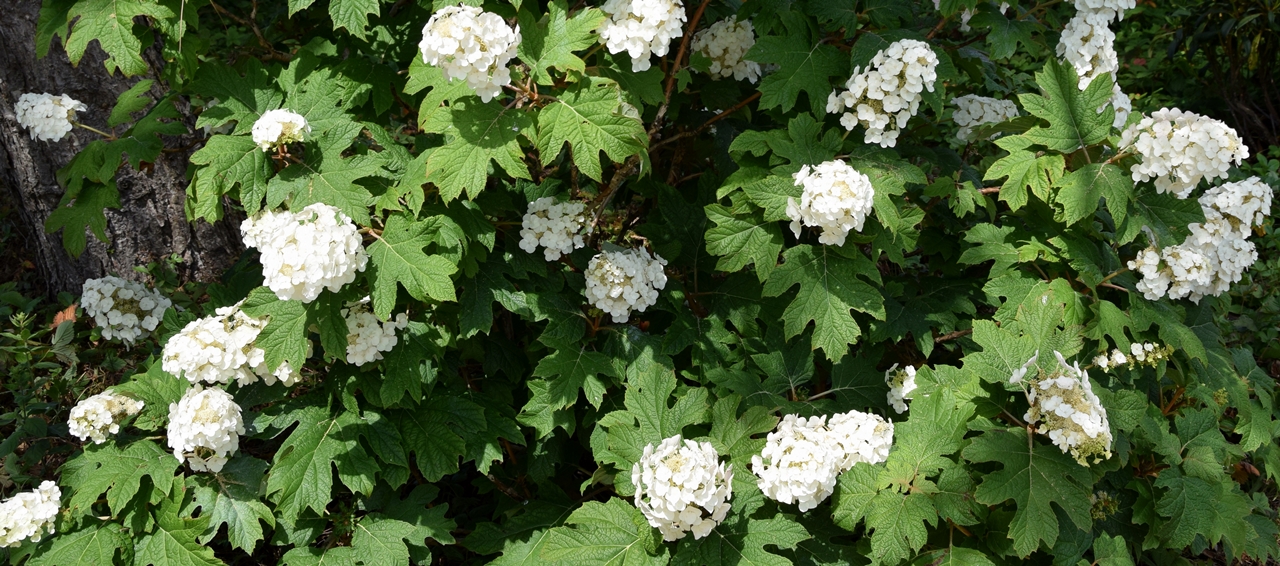 Hydrangea quercifolia Beitragsbild