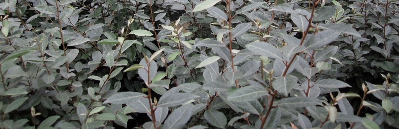 Elaeagnus ebbingei Beitragsbild