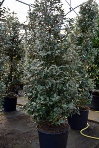 Elaeagnus ebbingei 