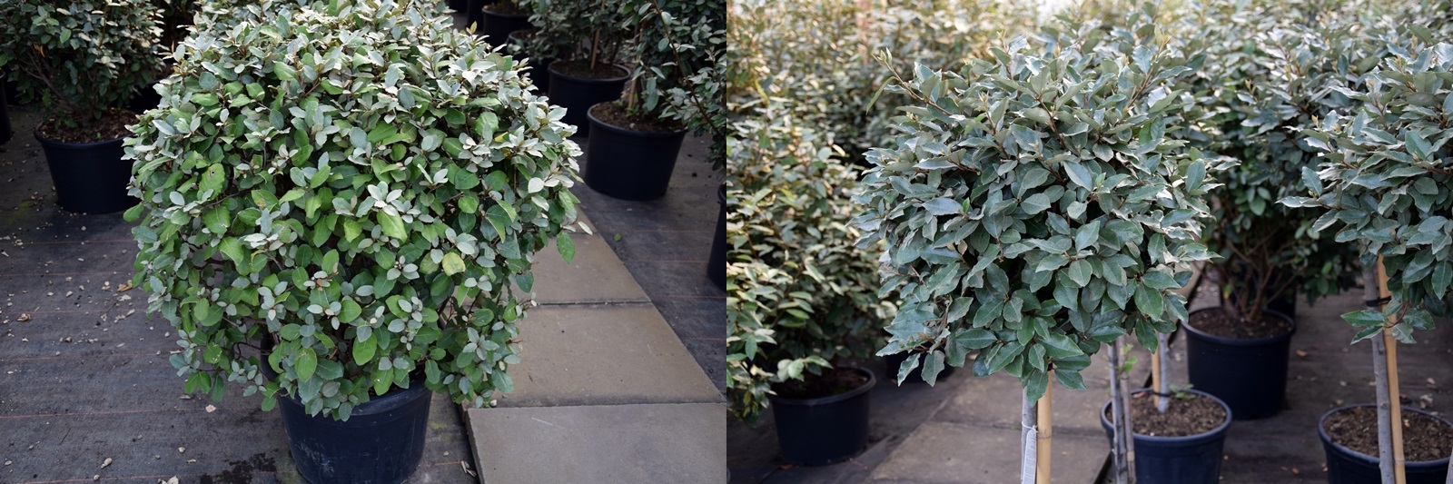 Elaeagnus ebbingei Formgehölz Beitragbild
