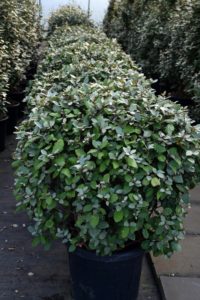 Elaeagnus ebbingei Kugel DSC_0190_2