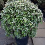 Elaeagnus ebbingei Kugel DSC_0191_2