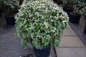 Elaeagnus ebbingei Kugel DSC_0191_2