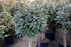 Elaeagnus ebbingei Kugel auf Stamm DSC_0195_2