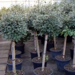 Elaeagnus ebbingei Kugel auf Stamm