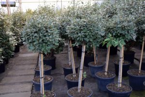 Elaeagnus ebbingei Kugel auf Stamm