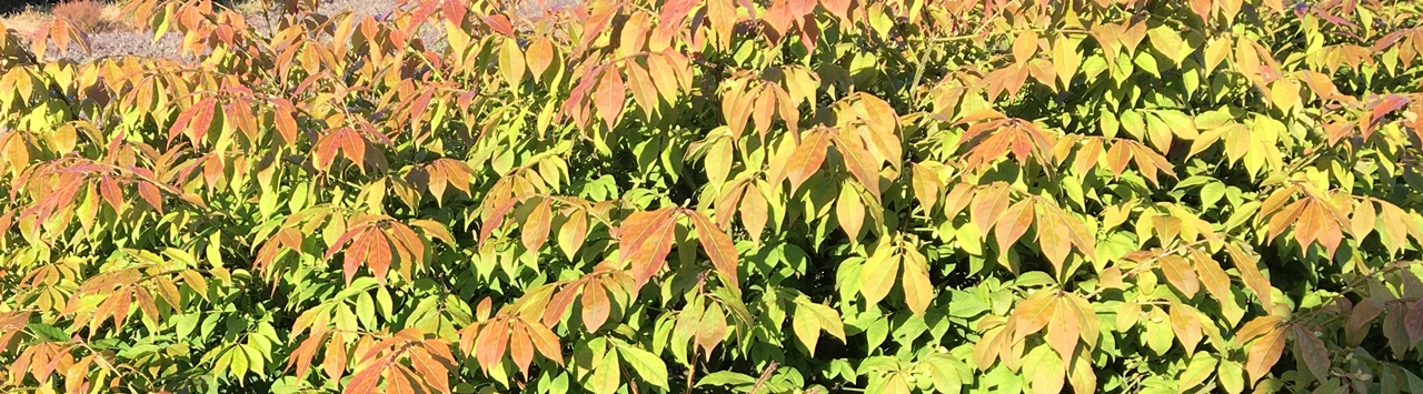Euonymus alatus Beitragsbild