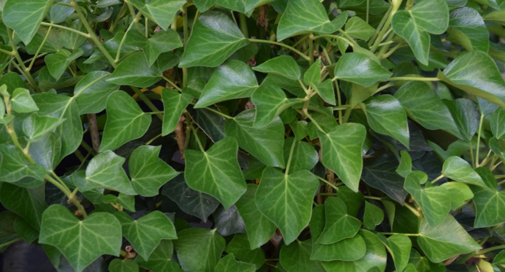 Hedera helix 'Arborescens' Beitragsbild