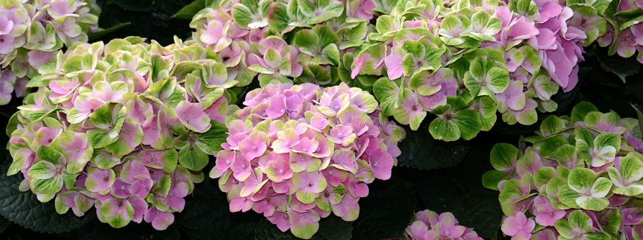 Hydrangea Beitragsbild
