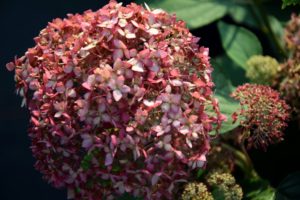 Hydrangea arbor.'Pink Percussion'