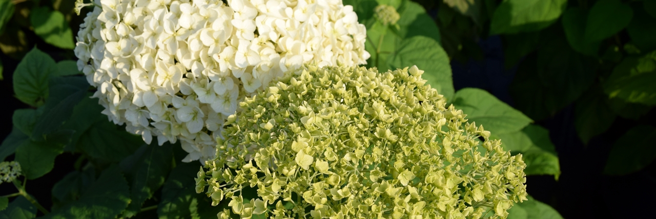 Hydrangea arborescens 'Annabelle' Beitragsbild