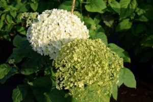 Hydrangea arborescens 'Annabelle'