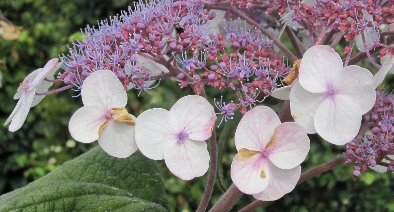 Hydrangea aspera 'Macrophylla' Beitragsbild